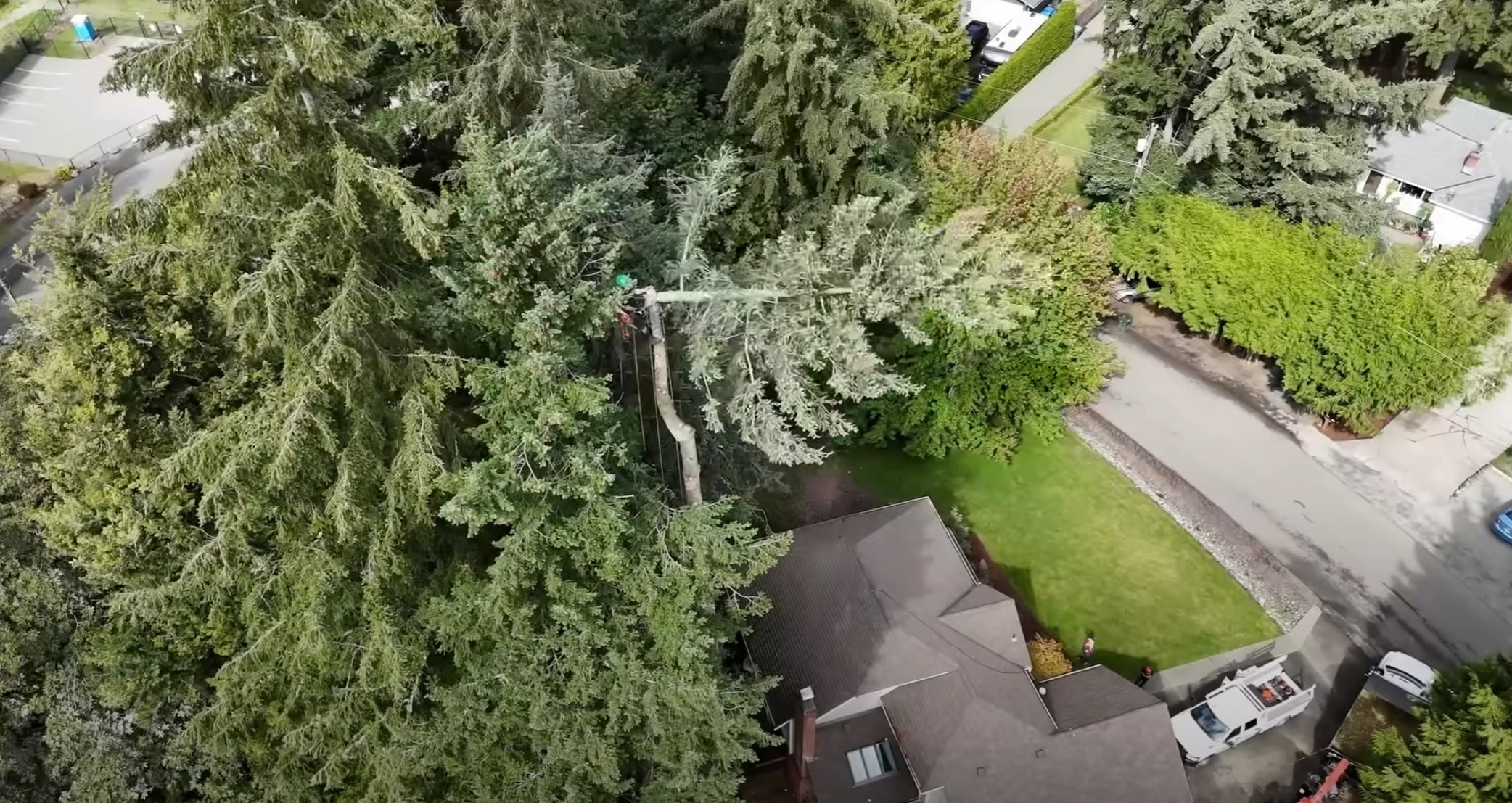 Professional tree removal service in Arlington Heights, IL