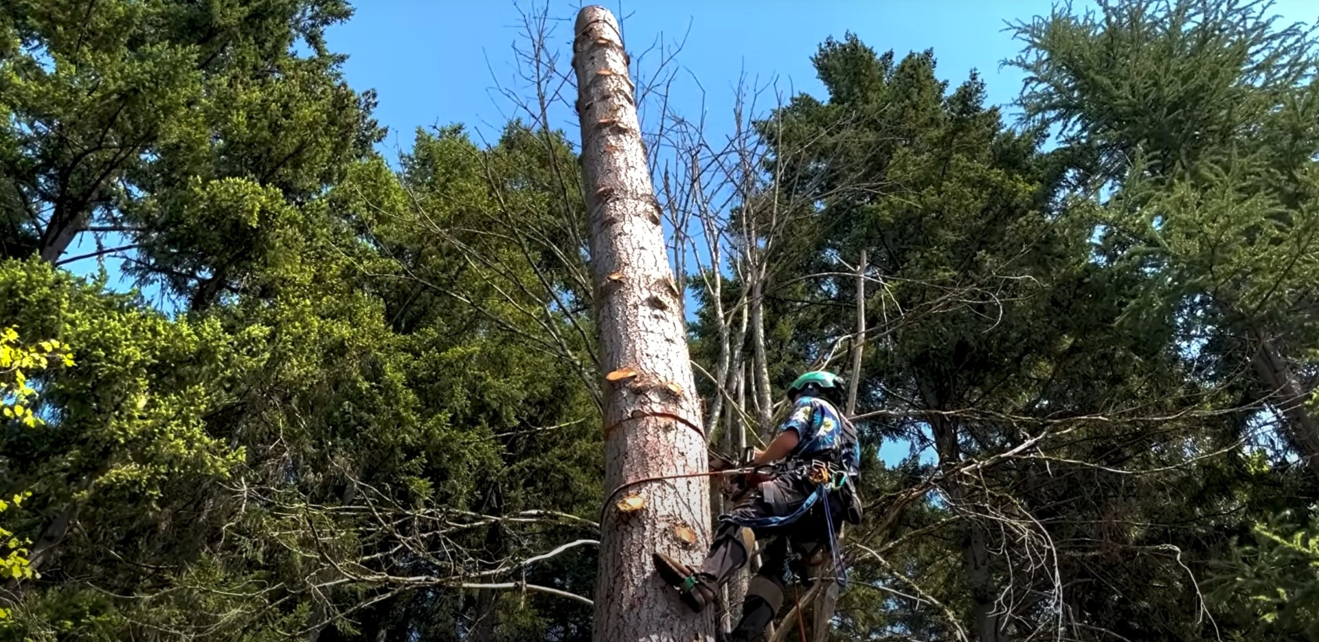 Expert Tree Pruning - Certified Arborist at Work Professional arborist climbing and trimming tall tree using safety equipment and proper techniques