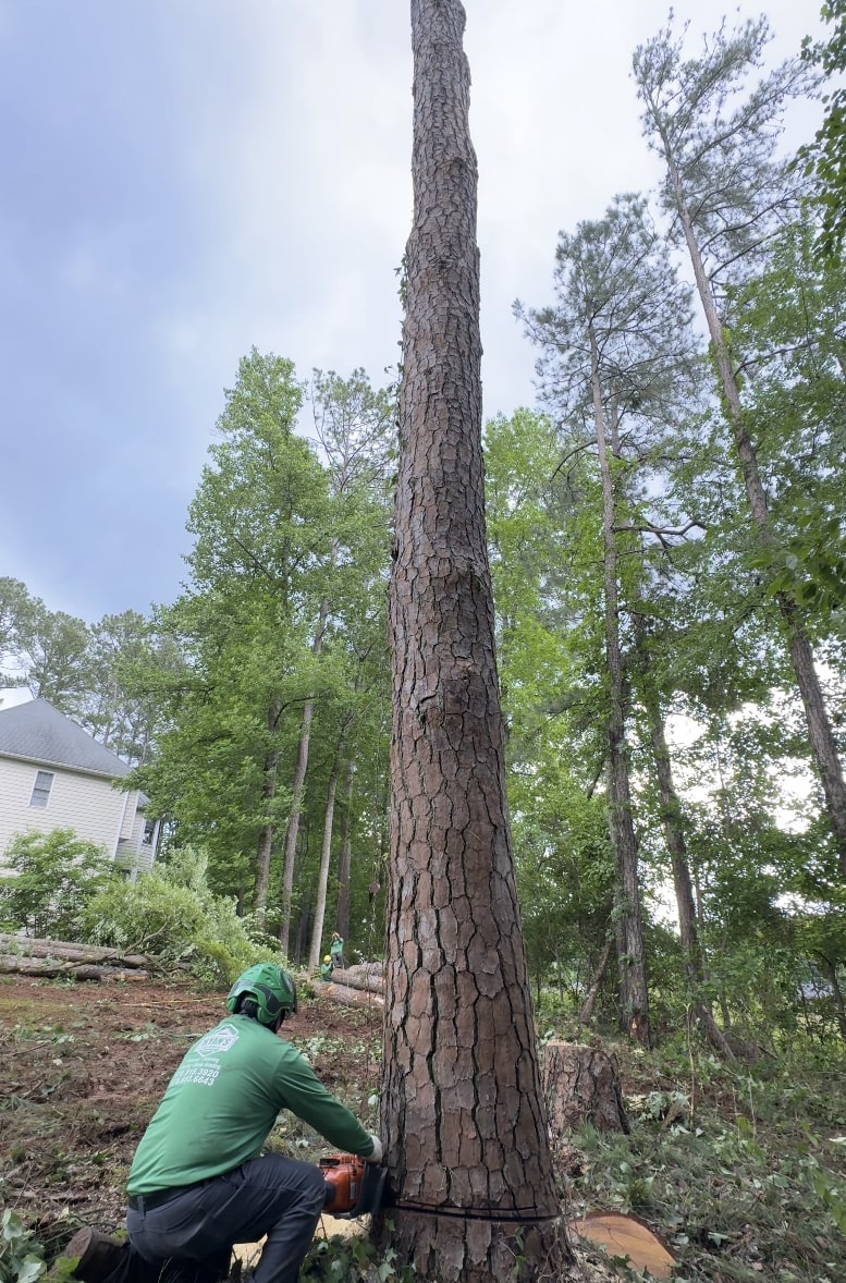 Safe Tree Removal - Expert Arborist at Work Professional arborist safely cutting down large tree trunk using chainsaw in residential area