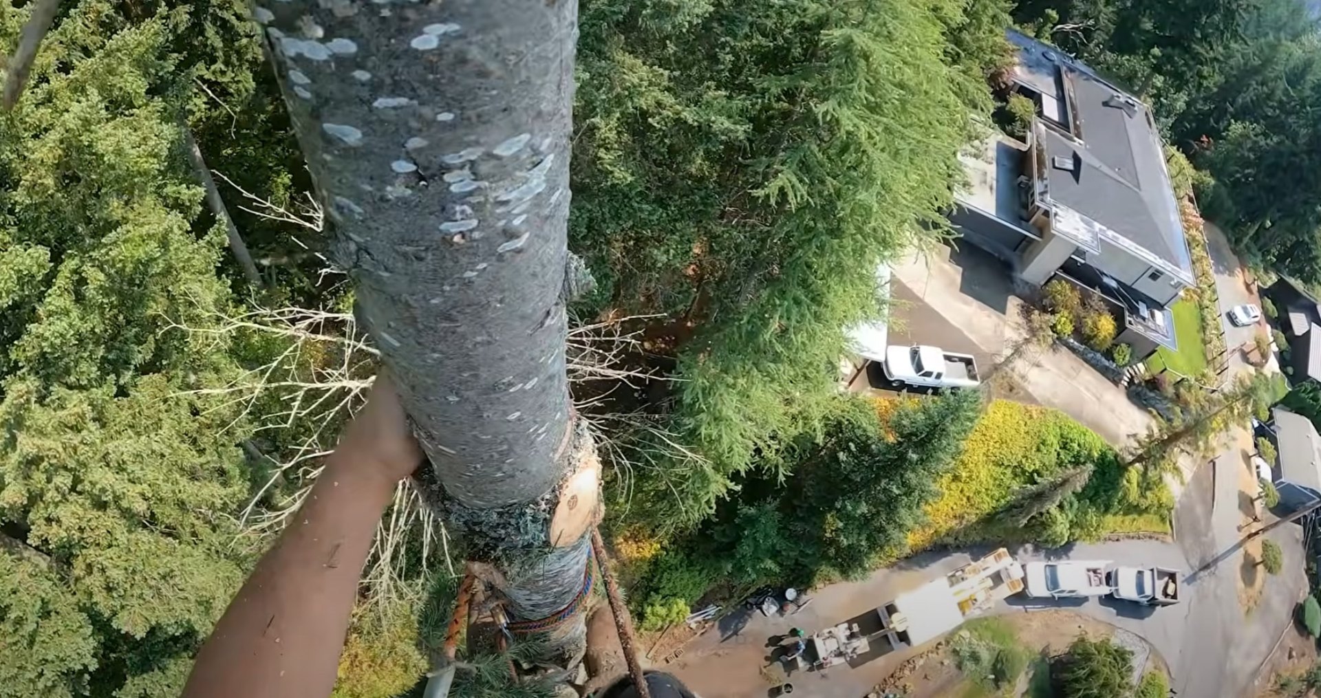 Professional Tree Service Process - Comprehensive Property Assessment Aerial view of professional tree service work showing comprehensive property care