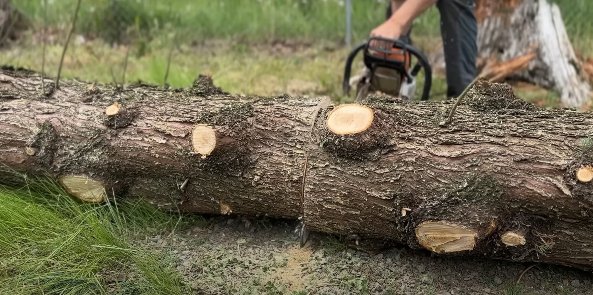 Complete Stump Removal - Preventing Future Problems Tree logs and stump removal showing the importance of complete tree removal services