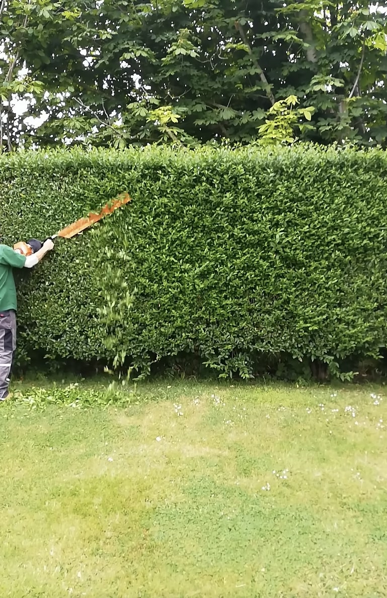 Seasonal Tree Trimming - Expert Pruning for Healthy Growth Professional hedge trimming and pruning services showing precise cutting techniques