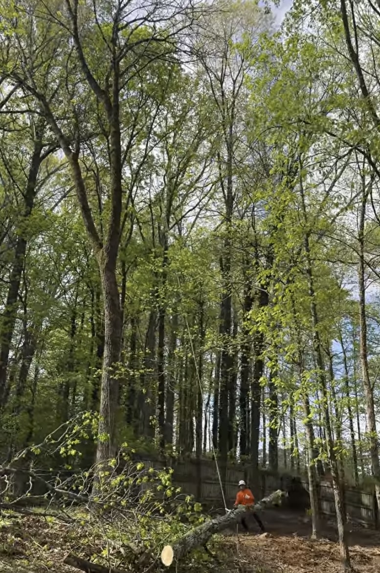 Storm Damage Cleanup - Professional Tree Removal Services Tree service professional clearing fallen trees and branches in wooded residential area
