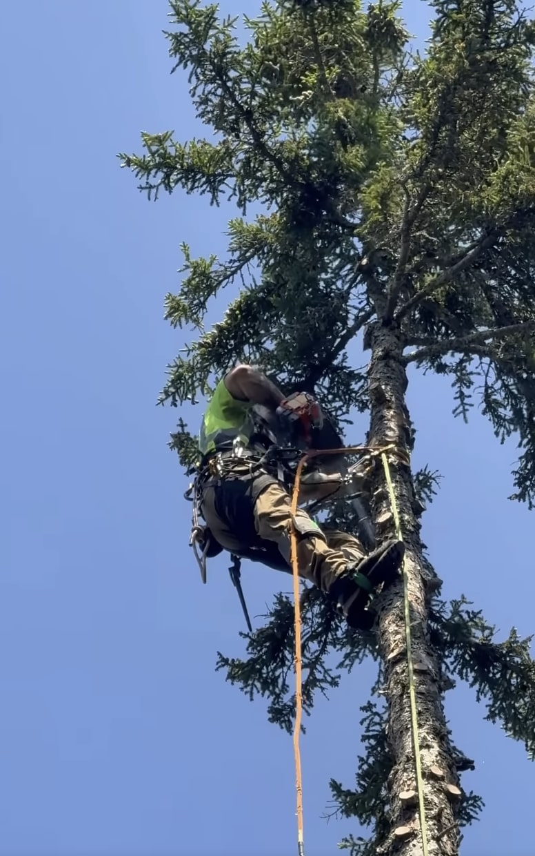 Professional Tree Care - Arlington Heights Tree Service Team Certified arborist working safely in tree canopy demonstrating professional expertise