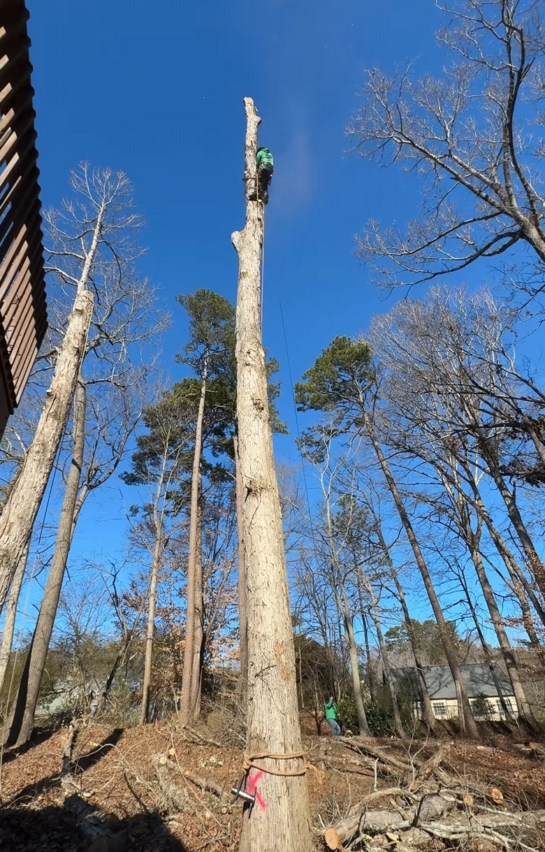 Professional Tree Climbing - Certified Arborist Services Certified arborist working high up in tall tree using professional climbing equipment and safety gear